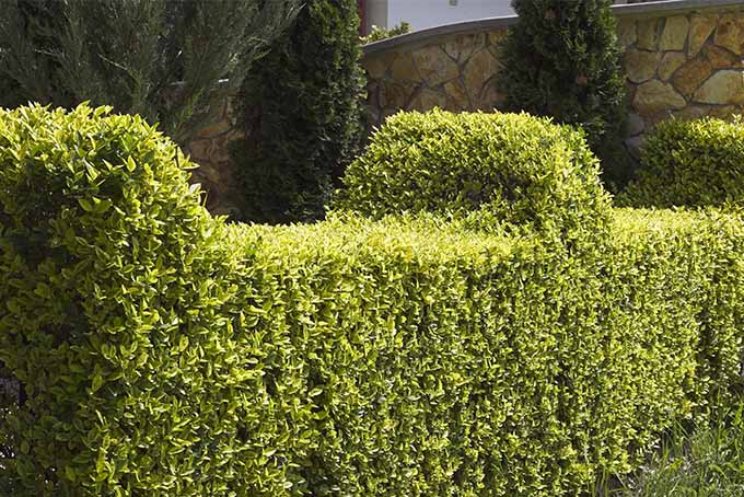 When Is the Best Time to Trim Hedges in South Florida?